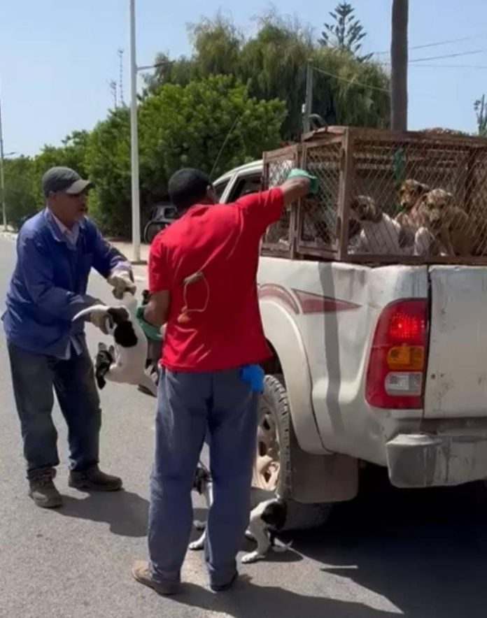 Denuncian que Marruecos inició una “masacre” de perros callejeros para “limpiar” las calles antes del Mundial 2030