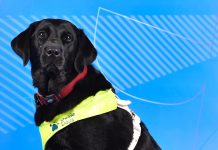 Pickle, la perra guía que acompaña a una deportista paralímpica: confianza y apoyo emocional