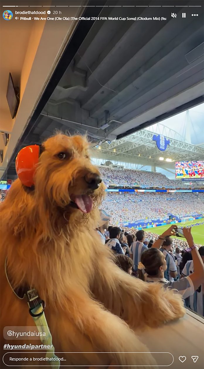 El perro influencer con auriculares protectores se robó las miradas en el partido entre Argentina y Cabo Verde